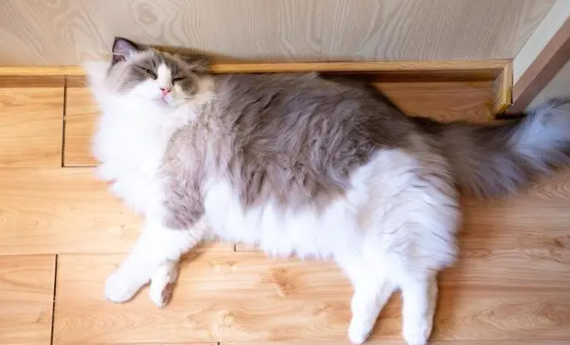猫口炎引起的原因 猫口炎引起的原因