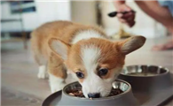 狗狗拉肚子之后可以吃东西吗