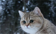 公猫为什么总袭击母猫的身体