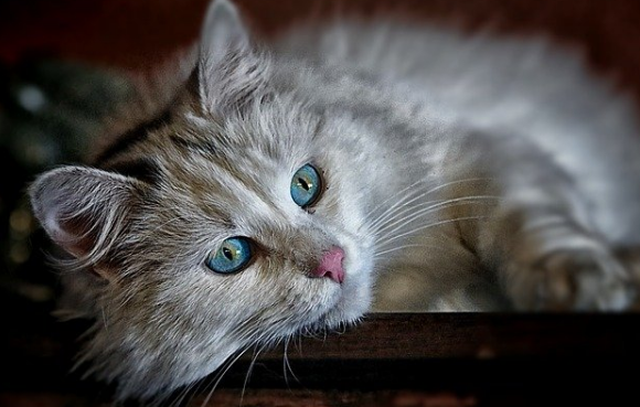 猫绝育后发黑还臭