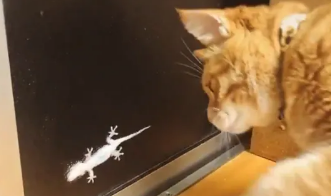 猫为什么喜欢吃壁虎?都是好奇心在作祟! 猫为什么喜欢吃壁虎?都是好奇心在作祟!