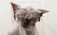 猫为什么会怕水呢