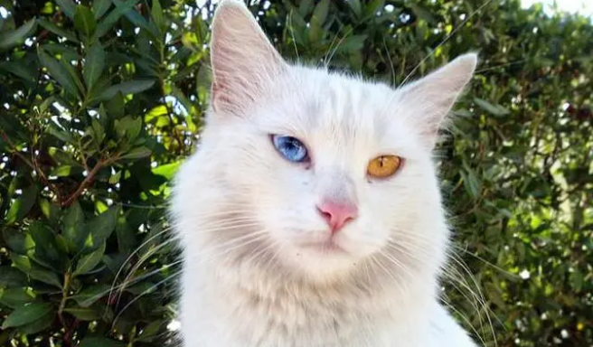 猫可以训练成狗那样听话嘛
