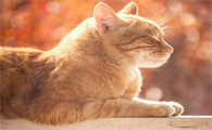 猫咪保肝药推荐