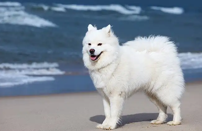 萨摩耶犬的价格是受到很多因素的影响的,品相,血统,骨量,都是重要的影响因素,所以,也会有宠物级别,血统级别和赛级犬的区分。 普通纯种萨摩耶幼犬,那么价格通常在1500元到3000元左右。比赛级的萨摩耶幼犬,因为这种狗狗的价格通常要贵很多,正常情况下在4000到上万元不等。 萨摩耶犬的价格是受到很多因素的影响的,品相,血统,骨量,都是重要的影响因素,所以,也会有宠物级别,血统级别和赛级犬的区分。 普通纯种萨摩耶幼犬,那么价格通常在1500元到3000元左右。比赛级的萨摩耶幼犬,因为这种狗狗的价格通常要贵很多,正常情况下在4000到上万元不等。