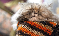 猫咪眼角发炎什么原因