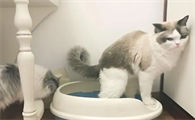 猫拉稀很臭怎么回事