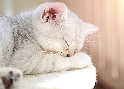 奶猫戒奶要和母猫隔离多久