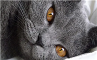 特尔猫和英短的区别是什么？看完秒懂