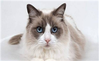 猫癣怎么治疗?方法是什么?