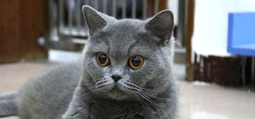 想知道蓝猫是哪国的品种？来看看这篇文章