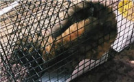 最简单的捕猫方法