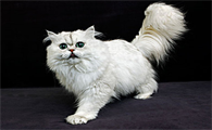 猫爪怎么修剪