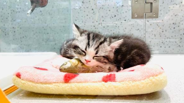独家调查｜萌宠商业秘密：猫一生或消费20万，宠物医疗、保险、殡葬向人类看齐