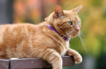 猫咪疫苗过敏能自愈吗 猫咪疫苗过敏能自愈吗