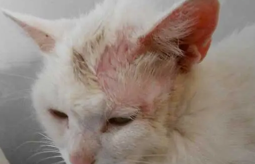 猫咪脚真菌感染用什么药比较好 猫咪脚真菌感染用什么药比较好