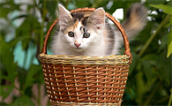 猫咪内出血怎么治疗最好
