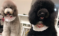 一文告诉你,巨贵犬是怎么来的!