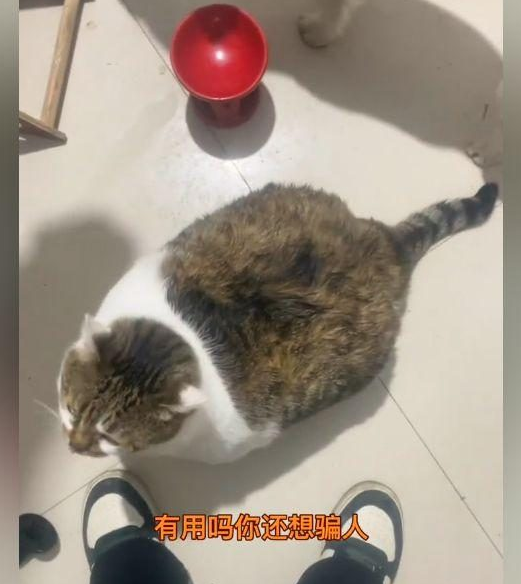 “煤气罐”装可怜向主人讨食,被女子直接拆穿:3个小时前刚喂的 “煤气罐”装可怜向主人讨食,被女子直接拆穿:3个小时前刚喂的