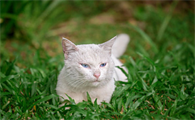 猫一边脸肿大包硬的