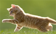 刚满一个月的小猫吃什么