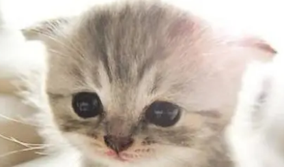 猫的后腿只能拖着走怎么回事