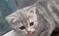 小猫什么时候睁眼
