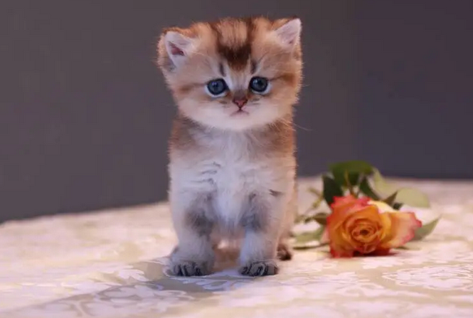 猫咪被粘蝇纸粘住了怎么洗掉 猫咪被粘蝇纸粘住了怎么洗掉