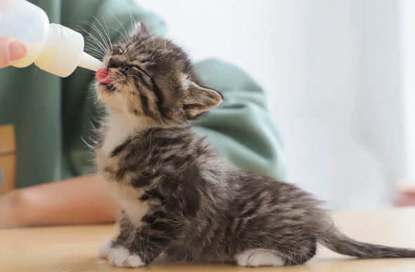 刚出生奶猫不吃奶虚弱怎样救