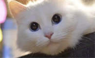 猫咪感冒吃什么药