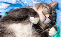 猫鼻支一直反复发作怎么办