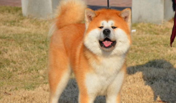 忠犬八公是这个品种的狗，特别忠诚