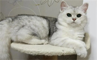 猫有结石尿不出来怎么办吃什么药