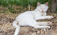 猫怀孕几天生产正常