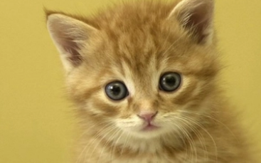 猫咪眼睛有白色絮状物