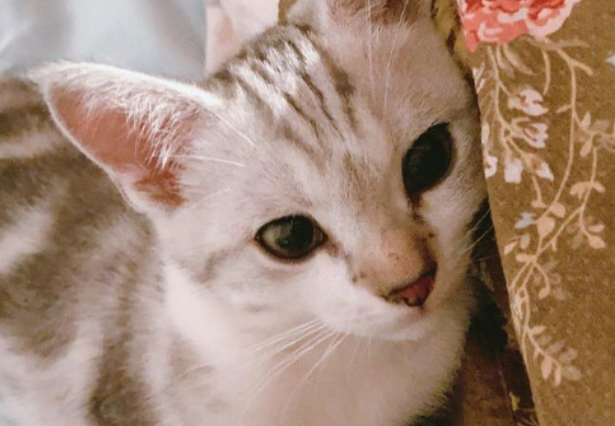猫咪突然一抽一抽的像咳嗽一样怎么办