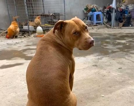 女孩子养比特犬,狗狗浑身肌肉,现实版美女与野兽? 女孩子养比特犬,狗狗浑身肌肉,现实版美女与野兽?