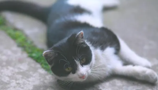 猫喝了几口牛奶怎么办呢 猫喝了几口牛奶怎么办呢