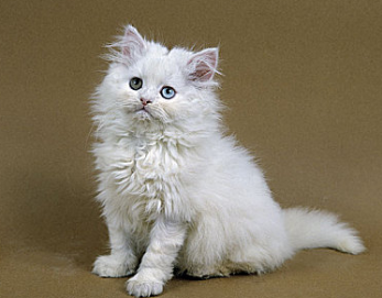 小猫必须打疫苗吗