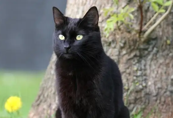 养黑猫有什么说法 养黑猫有什么说法
