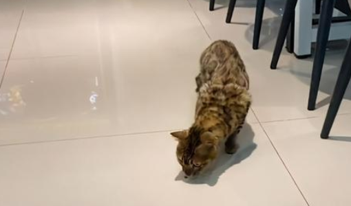 名贵豹猫，在学校食堂乞讨，这么贵的猫说不要就不要，家里有矿