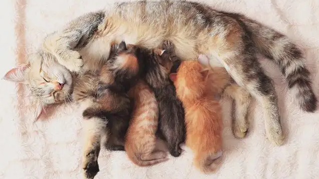 猫生产前的表现有哪些 猫生产前的表现有哪些