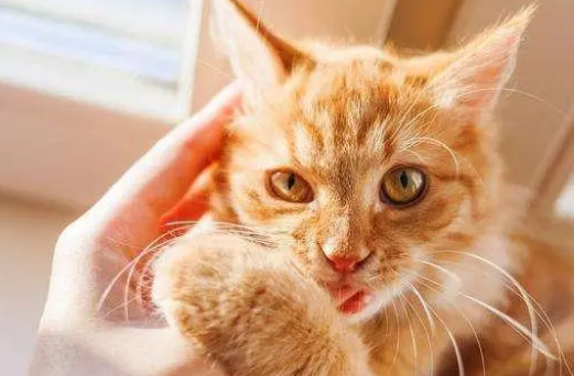 两个月的小猫老是咬人怎么回事 两个月的小猫老是咬人怎么回事