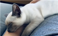 猫咪为什么喜欢睡在主人的旁边？遇到这种猫咪有福了！