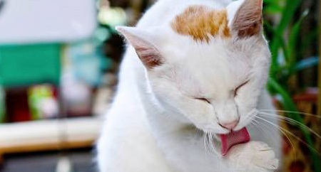 猫咪不拉屎怎么办 猫咪不拉屎怎么办