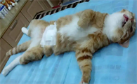 公猫做绝育多少钱