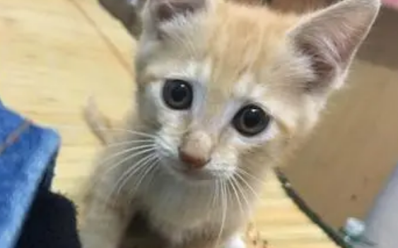 2个月的小猫咪拉稀是怎么回事?解决办法在这里 2个月的小猫咪拉稀是怎么回事?解决办法在这里