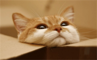 猫肚子里有腹水怎么办