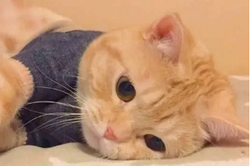 猫咪不吃东西呕吐怎么办