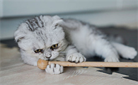 猫哮喘会不会传染